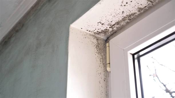 Best Biohazard Mold Removal  in Vernon Hls, IL